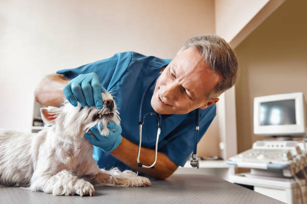 Best Emergency X-Rays and Diagnostics in Charleston, MS